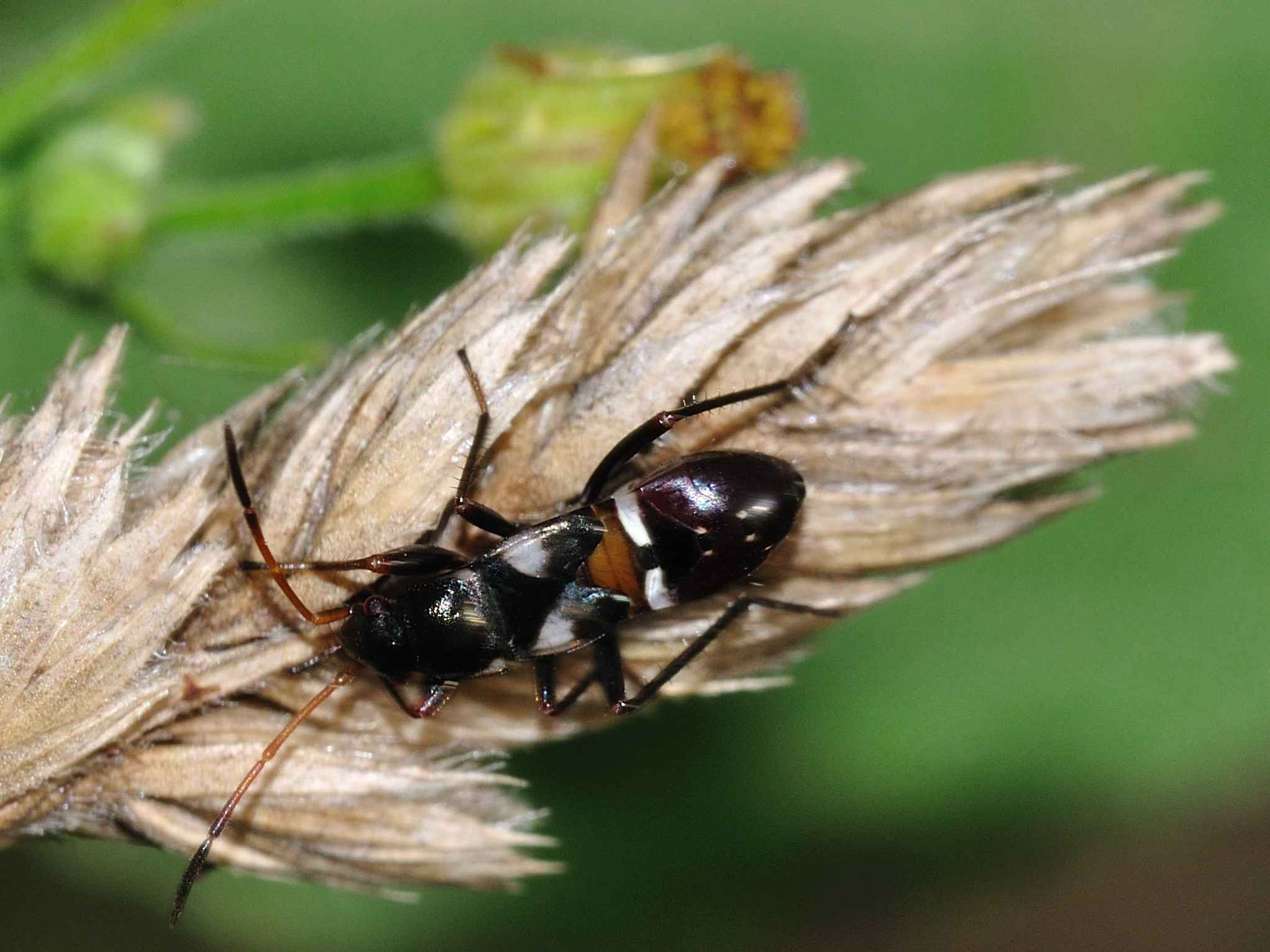 Ninfa di Lygaeidae: cfr. Raglius alboacuminatus